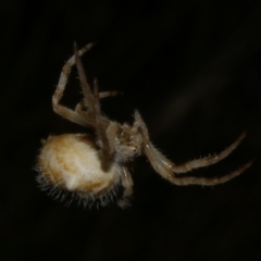 Araneinae (subfamily) at Freshwater Creek, VIC - 12 Feb 2023 by WendyEM