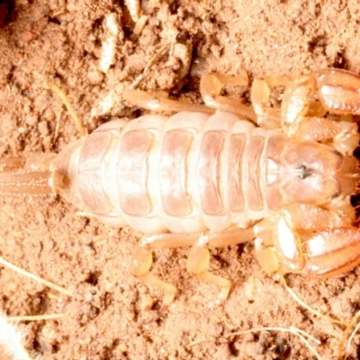 Urodacus manicatus (Black Rock Scorpion) at Mount Ainslie - 15 Jun 2024 by jb2602