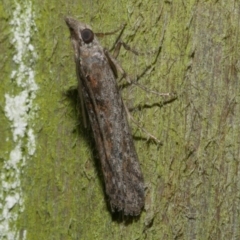 Crocydopora cinigerella (A Pyralid moth) at Freshwater Creek, VIC - 20 Feb 2023 by WendyEM