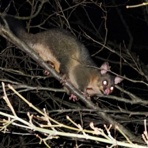 Trichosurus vulpecula at QPRC LGA - 16 Jun 2024