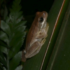 Litoria ewingii (Ewing's Tree Frog) at Freshwater Creek, VIC - 20 Feb 2023 by WendyEM