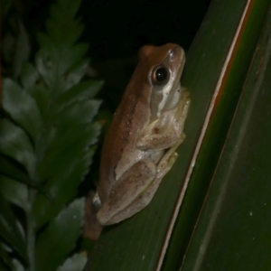 Litoria ewingii at WendyM's farm at Freshwater Ck. - 21 Feb 2023 12:27 AM