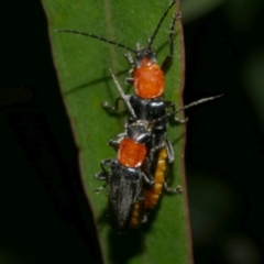 Chauliognathus tricolor (Tricolor soldier beetle) at WendyM's farm at Freshwater Ck. - 20 Feb 2023 by WendyEM