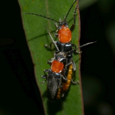 Chauliognathus tricolor (Tricolor soldier beetle) at WendyM's farm at Freshwater Ck. - 20 Feb 2023 by WendyEM