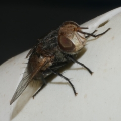 Unidentified Blow fly (Calliphoridae) at Freshwater Creek, VIC - 20 Feb 2023 by WendyEM