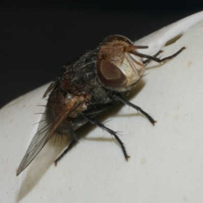 Calliphora sp. (genus) at Freshwater Creek, VIC - 20 Feb 2023 by WendyEM