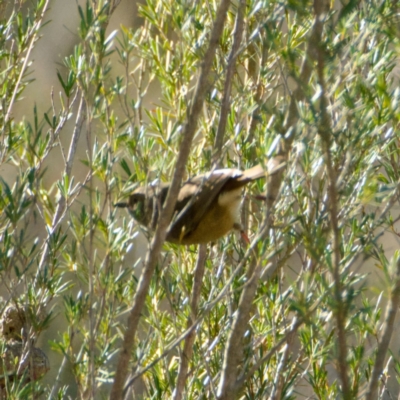 Acanthiza pusilla (Brown Thornbill) at Piney Ridge - 16 Jun 2024 by regeraghty