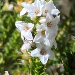 Epacris breviflora (Drumstick Heath) at Namadgi National Park - 25 Apr 2024 by Tapirlord