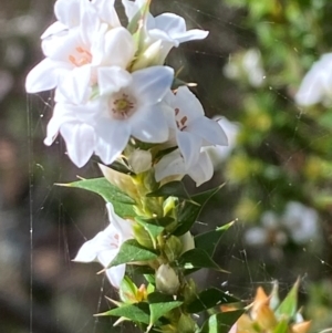 Epacris breviflora at Namadgi National Park - 25 Apr 2024