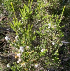 Epacris breviflora at Namadgi National Park - 25 Apr 2024