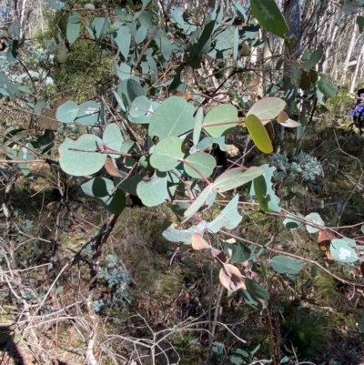 Eucalyptus dalrympleana subsp. dalrympleana (Mountain Gum) at Namadgi National Park - 25 Apr 2024 by Tapirlord