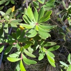 Persoonia subvelutina (Velvety Geebung) at Namadgi National Park - 25 Apr 2024 by Tapirlord