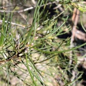 Hakea lissosperma at Namadgi National Park - 25 Apr 2024