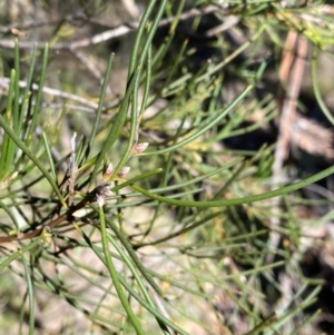 Hakea lissosperma at Namadgi National Park - 25 Apr 2024 01:19 PM