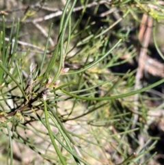 Hakea lissosperma at Namadgi National Park - 25 Apr 2024