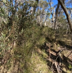 Hakea lissosperma at Namadgi National Park - 25 Apr 2024