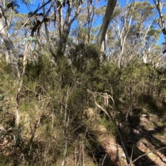 Hakea lissosperma at Namadgi National Park - 25 Apr 2024