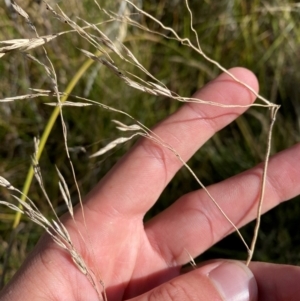 Hookerochloa hookeriana at Namadgi National Park - 25 Apr 2024