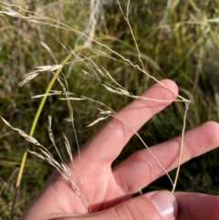 Hookerochloa hookeriana at Namadgi National Park - 25 Apr 2024 01:12 PM