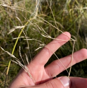 Hookerochloa hookeriana at Namadgi National Park - 25 Apr 2024