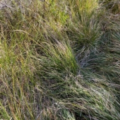 Hookerochloa hookeriana at Namadgi National Park - 25 Apr 2024