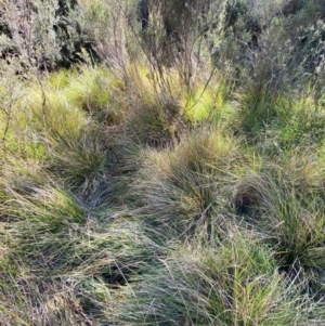 Hookerochloa hookeriana at Namadgi National Park - 25 Apr 2024