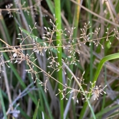 Deyeuxia gunniana (Bog Bent Grass) at Cotter River, ACT - 25 Apr 2024 by Tapirlord