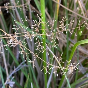 Deyeuxia gunniana at Namadgi National Park - 25 Apr 2024