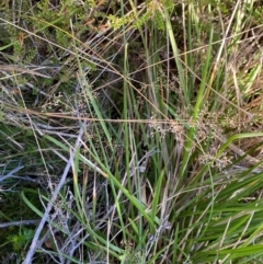 Deyeuxia gunniana at Namadgi National Park - 25 Apr 2024