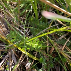 Blechnum penna-marina subsp. alpina at Namadgi National Park - 25 Apr 2024 01:07 PM