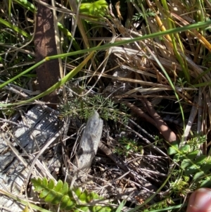 Oreomyrrhis ciliata at Namadgi National Park - 25 Apr 2024