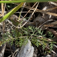 Oreomyrrhis ciliata at Namadgi National Park - 25 Apr 2024 01:07 PM