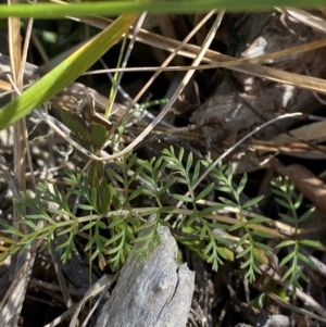 Oreomyrrhis ciliata at Namadgi National Park - 25 Apr 2024 01:07 PM