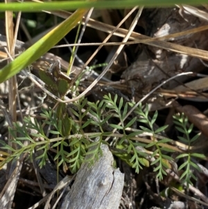 Oreomyrrhis ciliata at Namadgi National Park - 25 Apr 2024