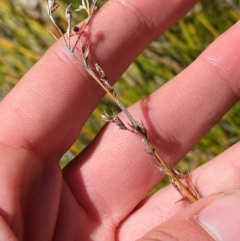 Machaerina gunnii (Slender Twig-rush) at Namadgi National Park - 25 Apr 2024 by Tapirlord