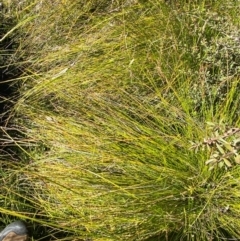 Machaerina gunnii at Namadgi National Park - 25 Apr 2024