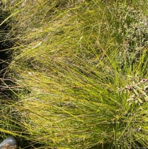 Baumea gunnii at Namadgi National Park - 25 Apr 2024