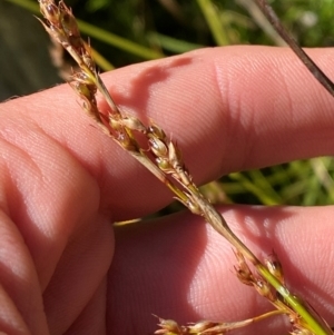 Machaerina gunnii at Namadgi National Park - 25 Apr 2024