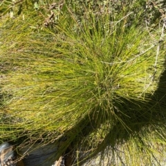 Machaerina gunnii at Namadgi National Park - 25 Apr 2024