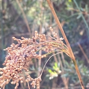 Juncus alexandri subsp. alexandri at Namadgi National Park - 25 Apr 2024