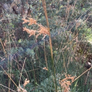 Juncus alexandri subsp. alexandri at Namadgi National Park - 25 Apr 2024