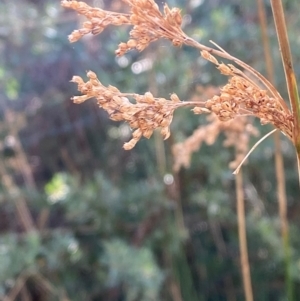 Juncus alexandri subsp. alexandri at Namadgi National Park - 25 Apr 2024