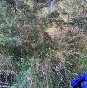 Juncus alexandri subsp. alexandri at Namadgi National Park - 25 Apr 2024