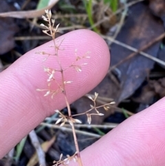 Deyeuxia gunniana (Bog Bent Grass) at Namadgi National Park - 25 Apr 2024 by Tapirlord