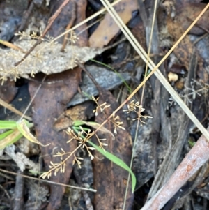 Deyeuxia gunniana at Namadgi National Park - 25 Apr 2024