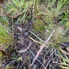 Deyeuxia gunniana at Namadgi National Park - 25 Apr 2024