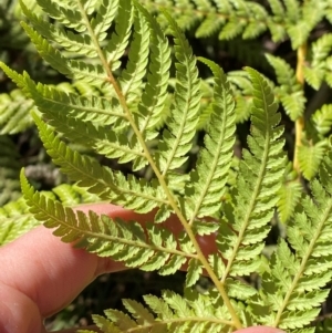 Dicksonia antarctica at Namadgi National Park - suppressed