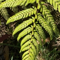 Dicksonia antarctica at Namadgi National Park - suppressed