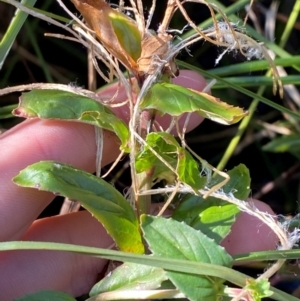 Epilobium pallidiflorum at Namadgi National Park - 25 Apr 2024