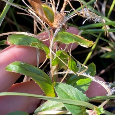 Epilobium pallidiflorum (Showy Willow Herb) at Namadgi National Park - 25 Apr 2024 by Tapirlord
